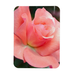 Rosa ros Premium Magnet