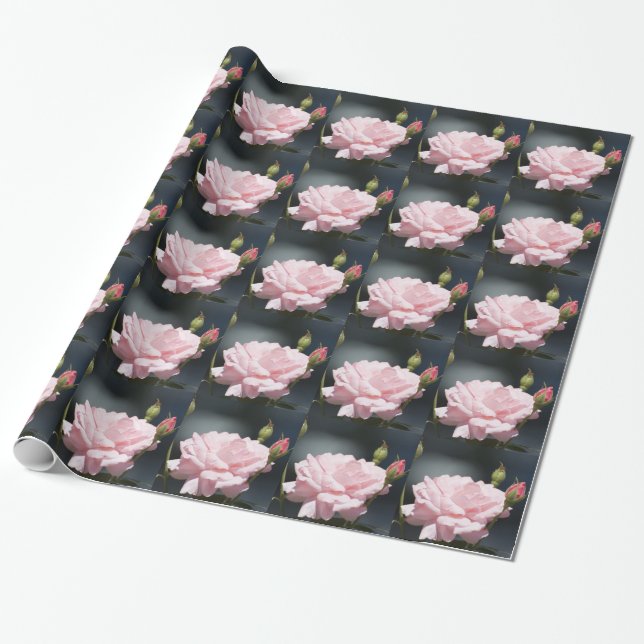rosa ros presentpapper (Utrullad)