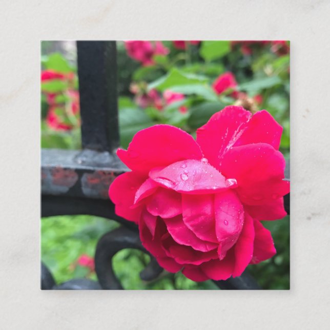 Rosa ros Raindrops Dew Garden Grind Photo Fyrkantigt Visitkort (Framsida)