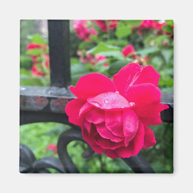Rosa ros Raindrops Dew Garden Grind Photo Magnet (Framsidan)
