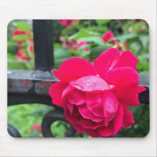 Rosa ros Raindrops Dew Garden Grind Photo Musmatta