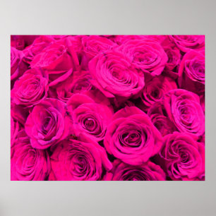 Rosa ros rosa rosa blommigt poster