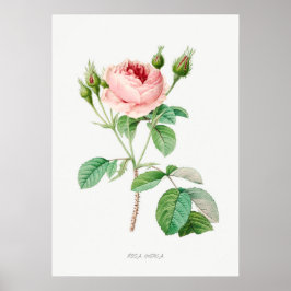 Rosa ros Rosenknopp Vintage Botaniska illustration Poster
