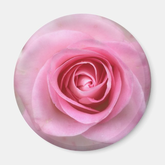 Rosa ros Round Magnet (Framsidan)