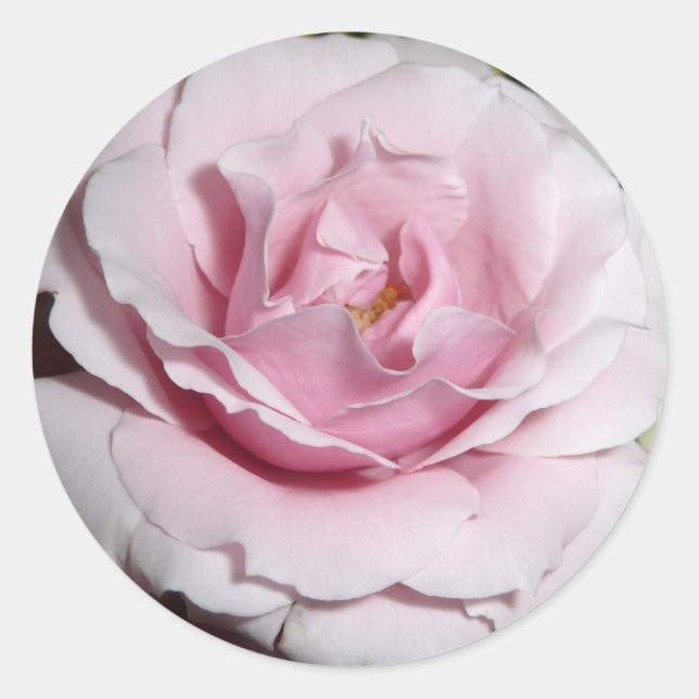 Rosa ros runt klistermärke (Framsida)