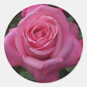 Rosa ros runt klistermärke