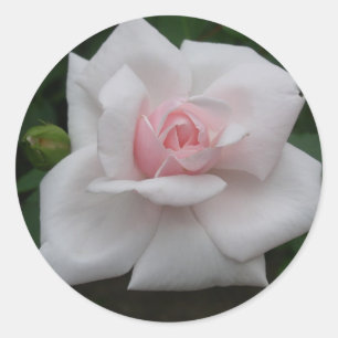 Rosa ros runt klistermärke