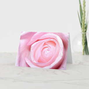 Rosa ros, S Cyr Helgkort