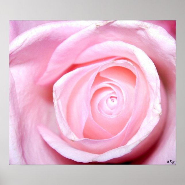 Rosa ros, S Cyr Poster (Framsidan)