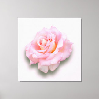 Rosa ros "Scentsation" Canvastryck