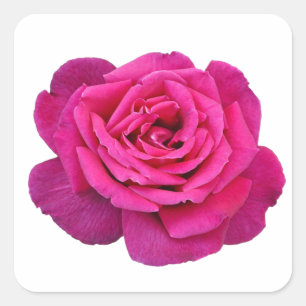 Rosa ros skönhet fyrkantigt klistermärke