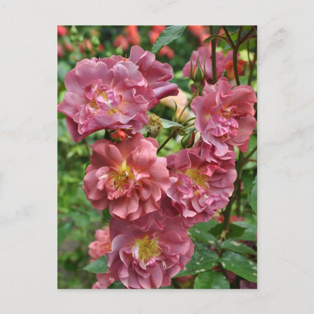 Rosa ros skönhet vykort (Framsida)