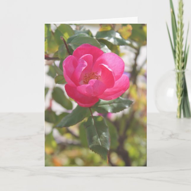 Rosa ros - speciell vänskap kort (Framsida)