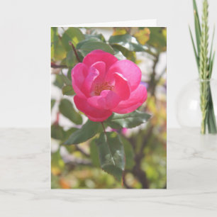 Rosa ros - speciell vänskap kort