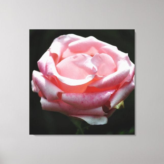 Rosa ros-stängning 2 canvastryck (Framsida)
