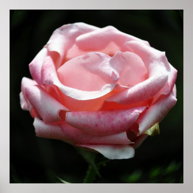 Rosa ros-stängning 2 poster (Framsidan)
