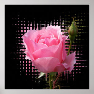 rosa ros stänk poster