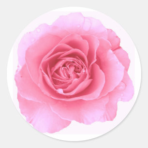 Rosa ros Sticker Runt Klistermärke