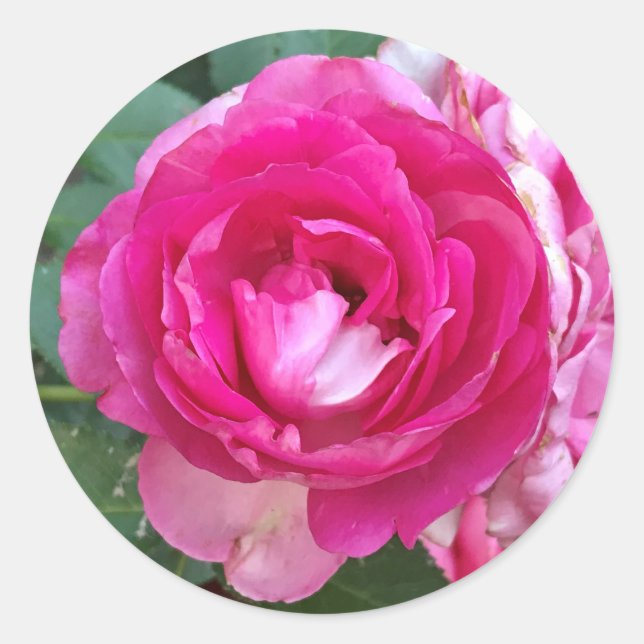 Rosa ros Stickers Runt Klistermärke (Framsida)