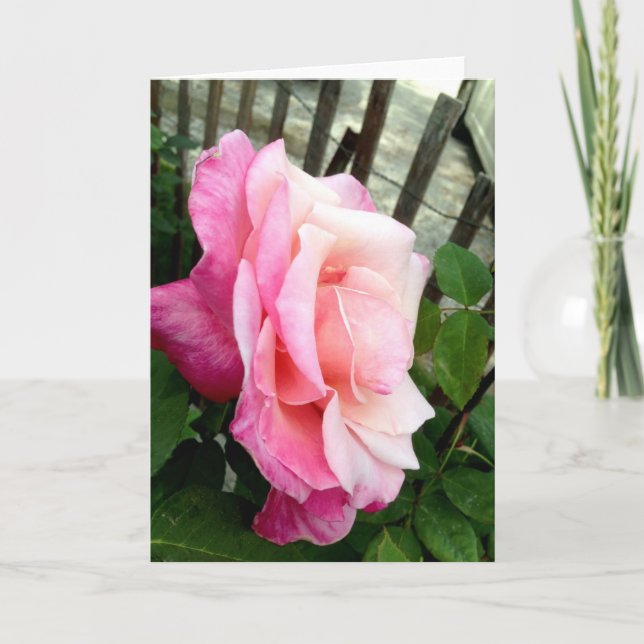 Rosa ros tack kort (Framsida)