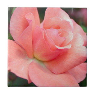 Rosa ros Tile Kakelplatta
