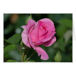 Rosa ros tomt inuti hälsningskort