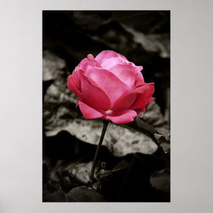 Rosa ros-utskrift poster