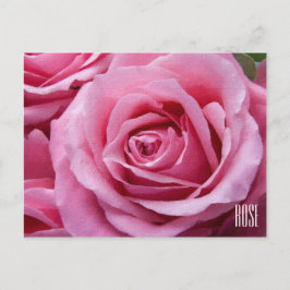 Rosa ros Vågrät vykort