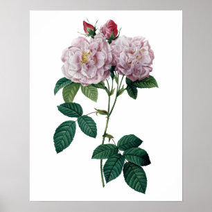 Rosa ros vid Redoute det högvärdiga kvalitets- Poster