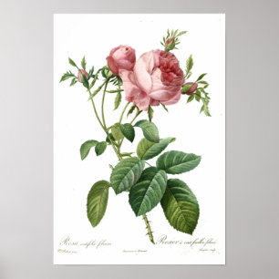 Rosa ros vid Redoute Poster