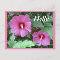 Rosa ros vid Sharon Flower Photo Hej