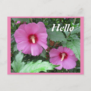 Rosa ros vid Sharon Flower Photo Hej Vykort