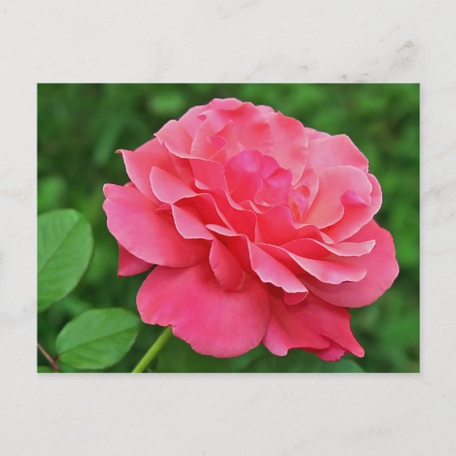 Rosa ros vykort (Framsida)