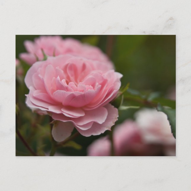rosa ros vykort (Framsida)