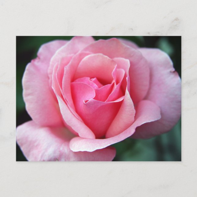 rosa ros vykort (Framsida)