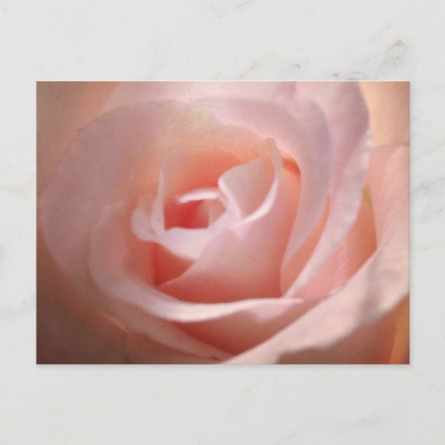 rosa ros vykort (Framsida)