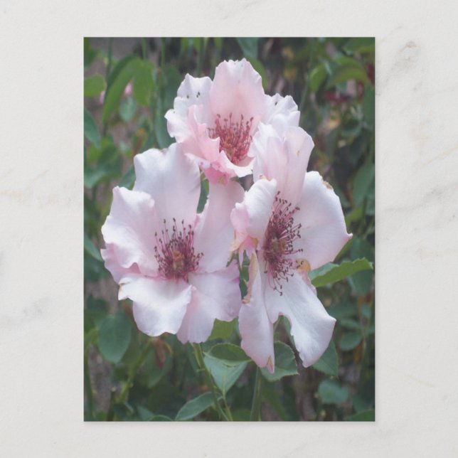 Rosa ros vykort (Framsida)