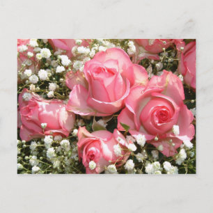 Rosa ros vykort