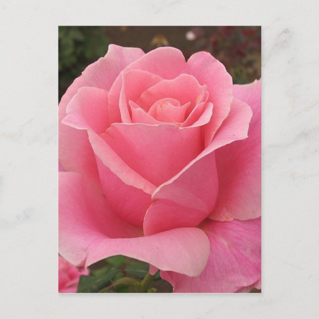 Rosa ros vykort (Framsida)