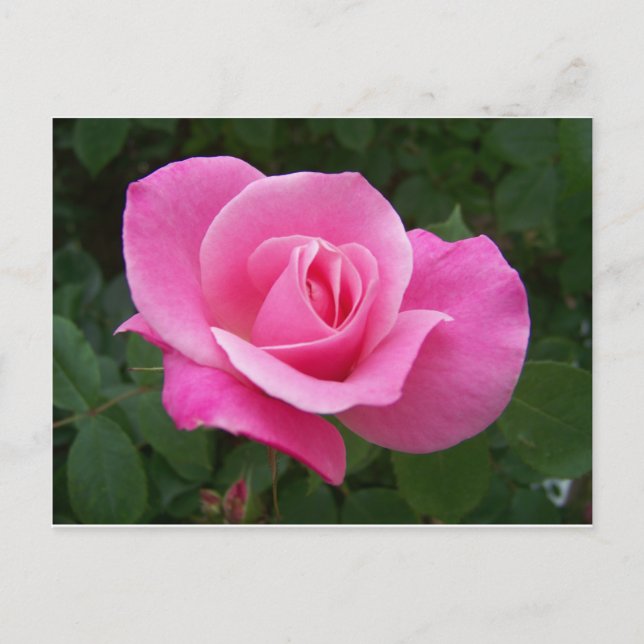 Rosa ros vykort (Framsida)