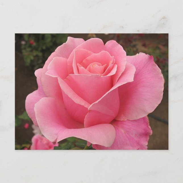 Rosa ros vykort (Framsida)