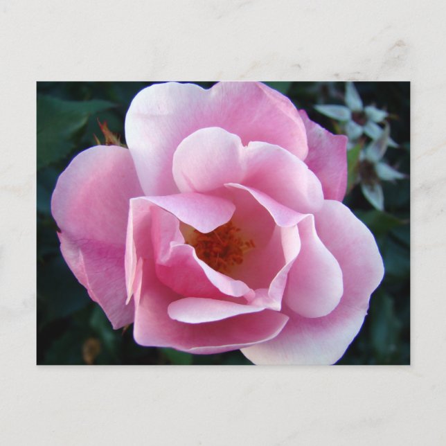 Rosa ros vykort (Framsida)