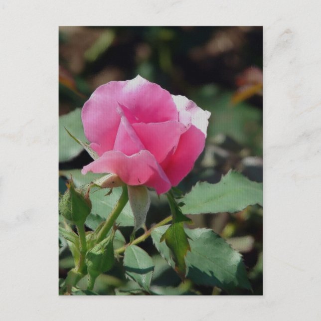Rosa ros vykort (Framsida)