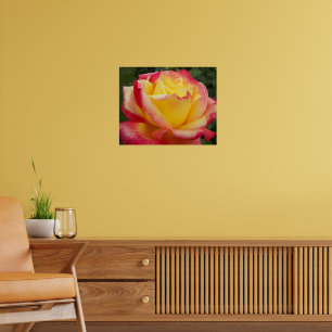 Rosa Rosa Fotografisk Blomma i Rosa och Gult Poster