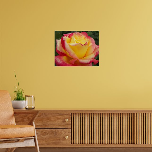 Rosa Rosa Fotografisk Blomma i Rosa och Gult Poster (Vardagsrum 2)