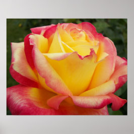 Rosa Rosa Fotografisk Blomma i Rosa och Gult Poster