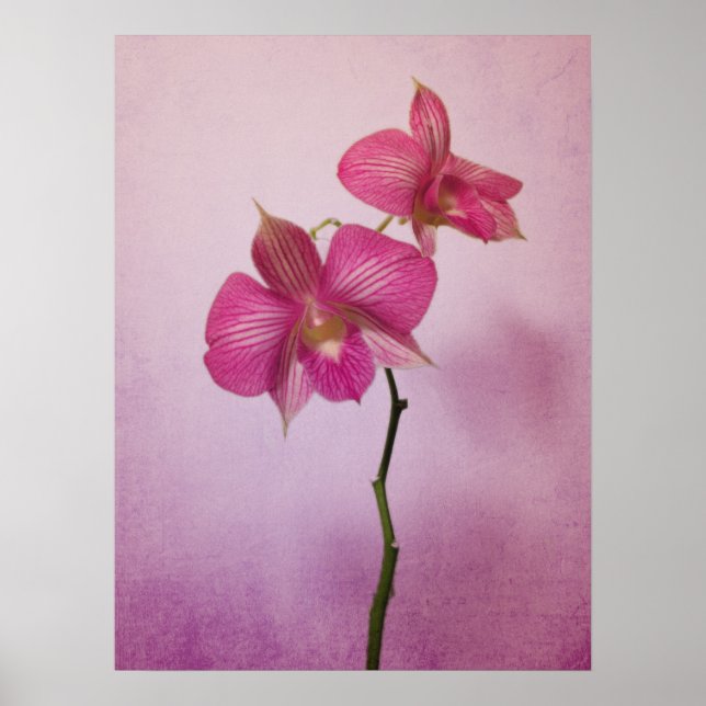 Rosa Rosa Orchid-Blommar Poster Skriv ut (Framsidan)