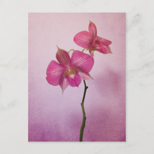Rosa Rosa Orchid Blommars vykort