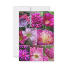 Rosa Rosa Rosa Flower