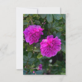 Rosa Rosa Rugosa Anteckningskort